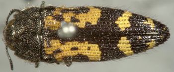 Media type: image;   Entomology 2722 Aspect: habitus dorsal view